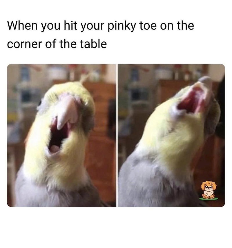 When you hit your pinky toe on the corner of the table