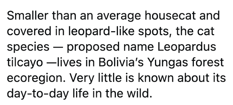 Smaller than an average housecat and covered in leopard-like spots, the cat species proposed name Leopardus tilcayo -lives in Bolivia's Yungas forest ecoregion. Very little is known about its day-to-day life in the wild.