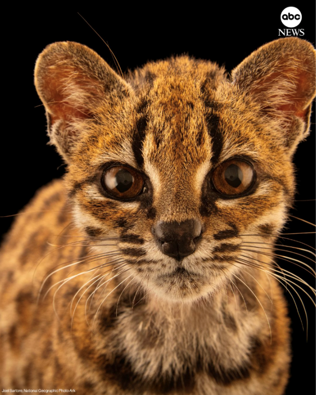 Joel Sartore, National Geographic Photo Ark abc NEWS