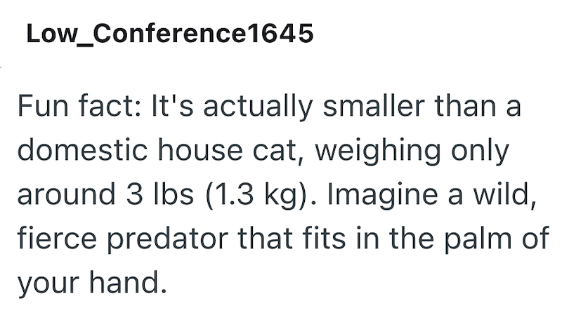 Low_Conference1645 Fun fact: It's actually smaller than a domestic house cat, weighing only around 3 lbs (1.3 kg). Imagine a wild, fierce predator that fits in the palm of your hand.