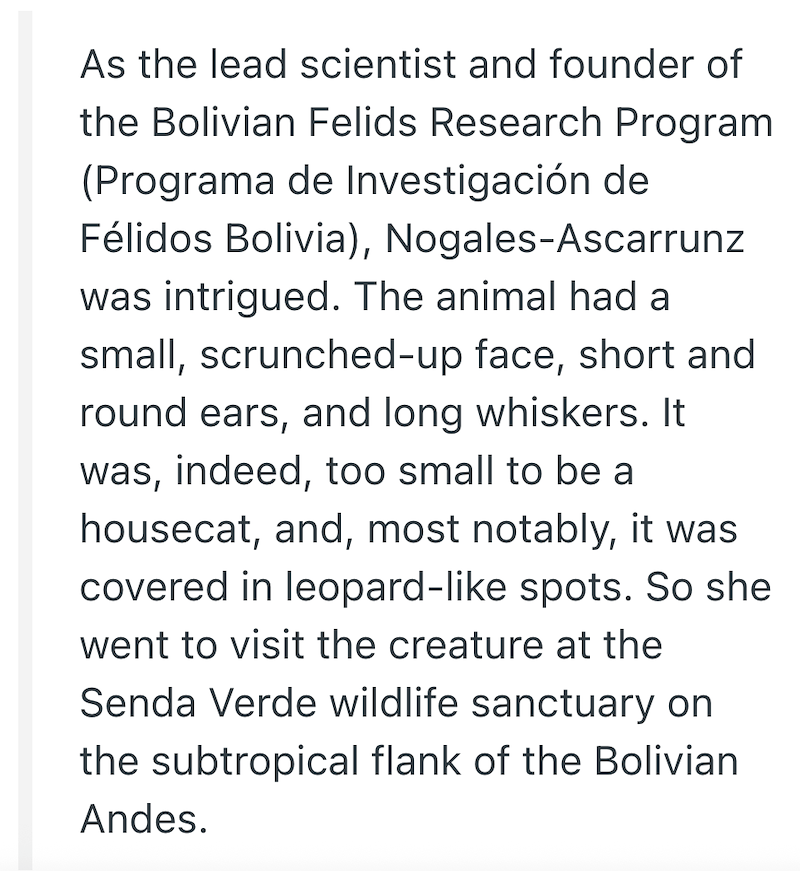 As the lead scientist and founder of the Bolivian Felids Research Program (Programa de Investigación de Félidos Bolivia), Nogales-Ascarrunz was intrigued. The animal had a small, scrunched-up face, short and round ears, and long whiskers. It was, indeed, too small to be a housecat, and, most notably, it was covered in leopard-like spots. So she went to visit the creature at the Senda Verde wildlife sanctuary on the subtropical flank of the Bolivian Andes.