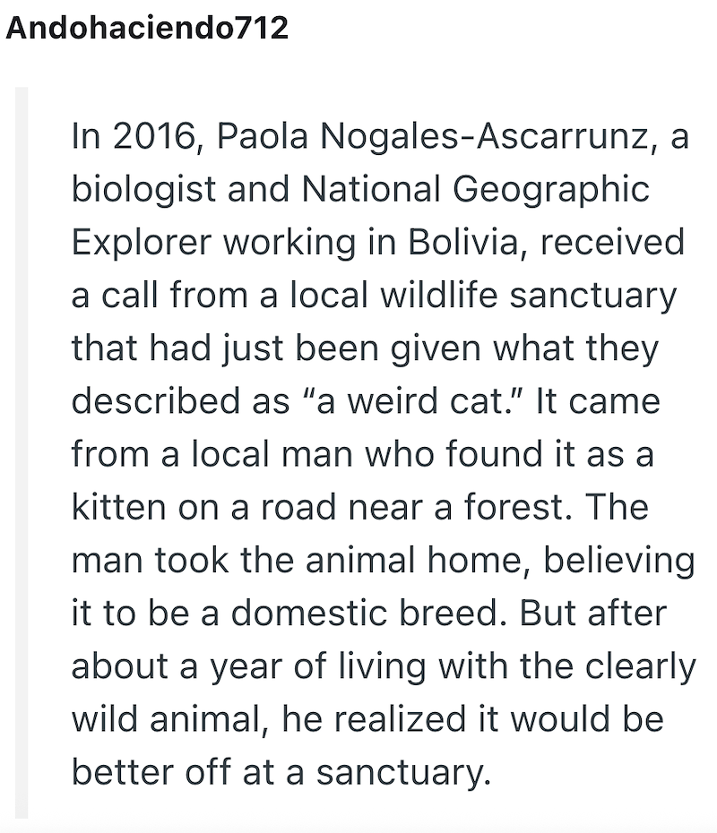 Andohaciendo712 In 2016, Paola Nogales-Ascarrunz, a biologist and National Geographic Explorer working in Bolivia, received a call from a local wildlife sanctuary that had just been given what they described as "a weird cat." It came from a local man who found it as a kitten on a road near a forest. The man took the animal home, believing it to be a domestic breed. But after about a year of living with the clearly wild animal, he realized it would be better off at a sanctuary.