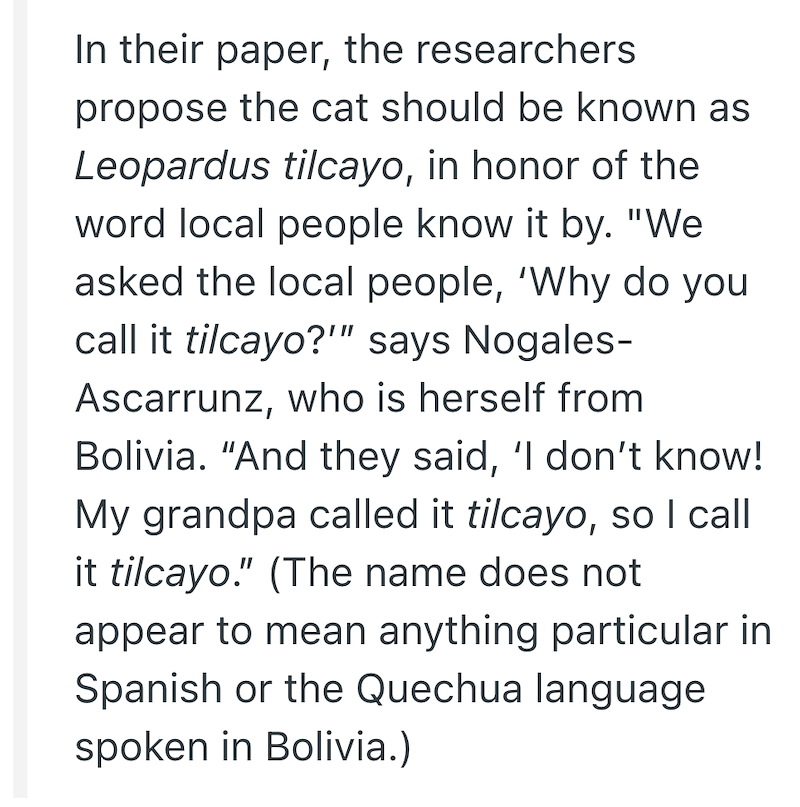 In their paper, the researchers propose the cat should be known as Leopardus tilcayo, in honor of the word local people know it by. "We asked the local people, 'Why do you call it tilcayo?"" says Nogales- Ascarrunz, who is herself from Bolivia. "And they said, 'I don't know! My grandpa called it tilcayo, so I call it tilcayo." (The name does not appear to mean anything particular in Spanish or the Quechua language spoken in Bolivia.)
