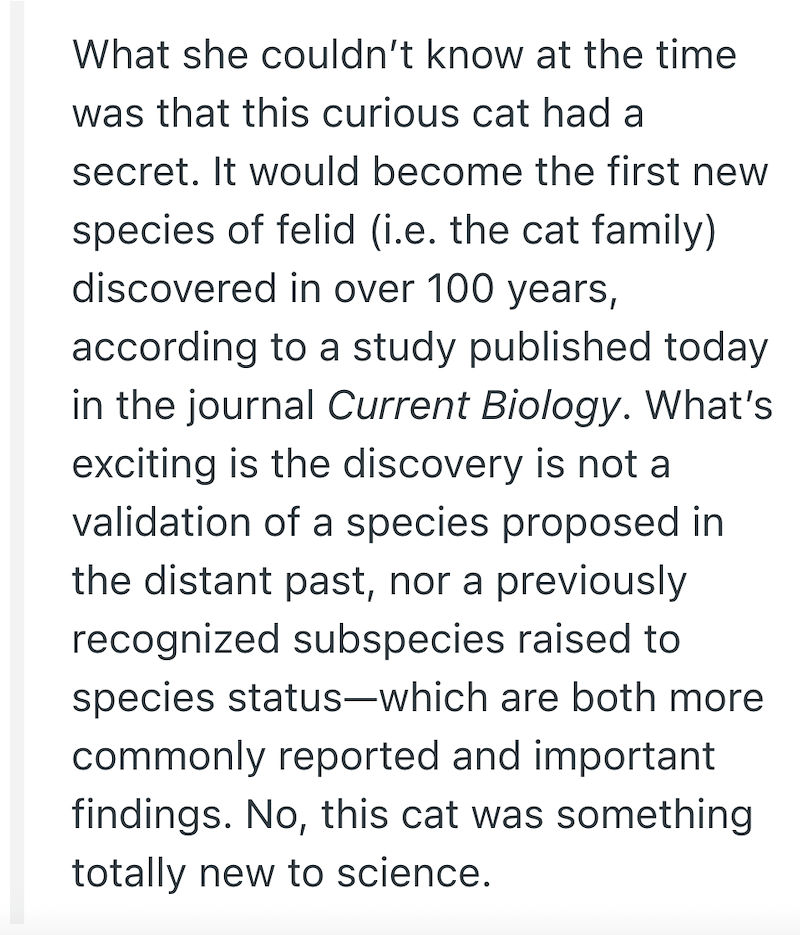 What she couldn't know at the time was that this curious cat had a secret. It would become the first new species of felid (i.e. the cat family) discovered in over 100 years, according to a study published today in the journal Current Biology. What's exciting is the discovery is not a validation of a species proposed in the distant past, nor a previously recognized subspecies raised to species status-which are both more commonly reported and important findings. No, this cat was something totally