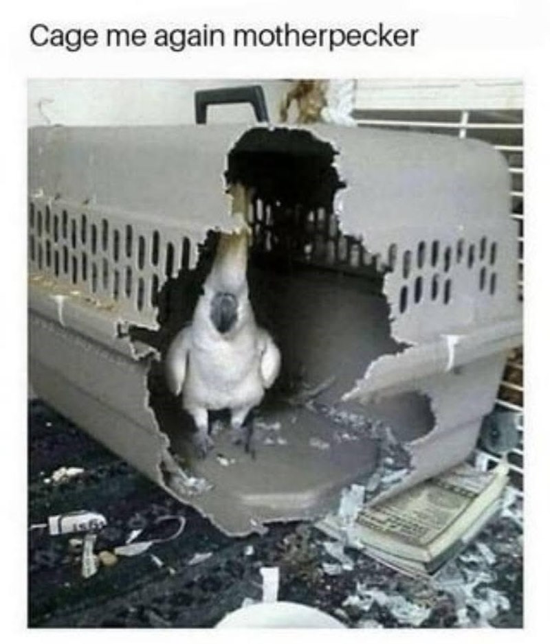 Cage me again motherpecker
