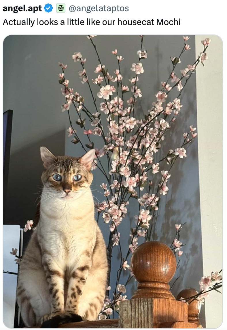 angel.apt @angelataptos Actually looks a little like our housecat Mochi