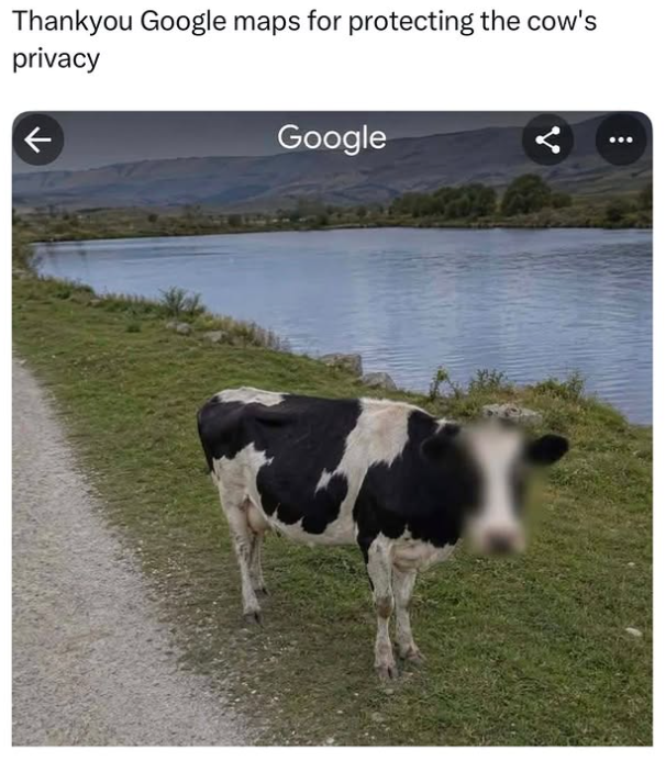 Thankyou Google maps for protecting the cow's privacy Google