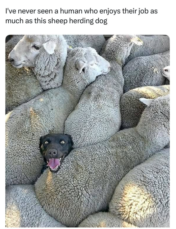 I've never seen a human who enjoys their job as much as this sheep herding dog