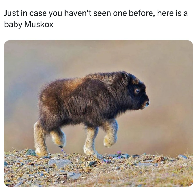 Just in case you haven't seen one before, here is a baby Muskox