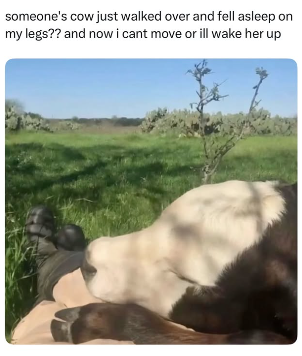 someone's cow just walked over and fell asleep on my legs?? and now i cant move or ill wake her up