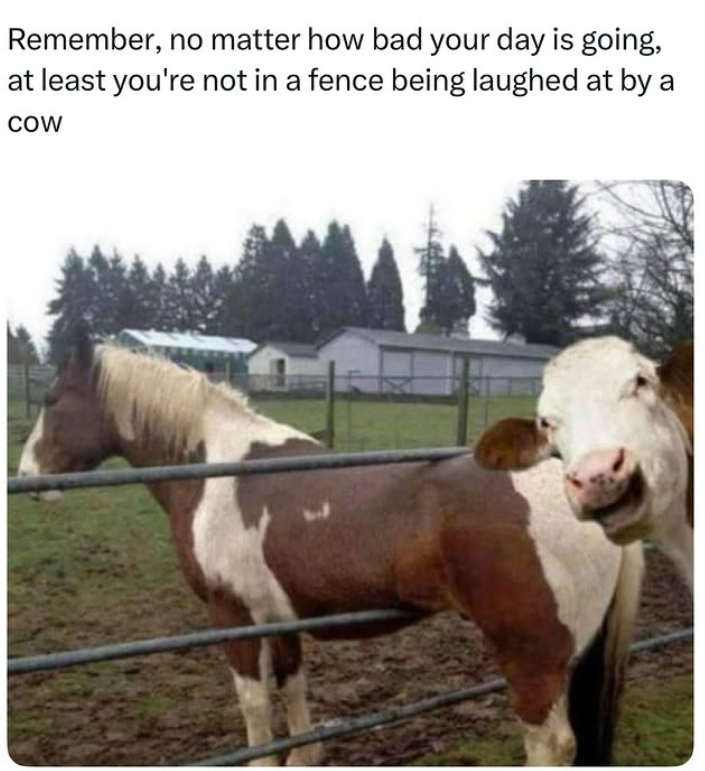 Remember, no matter how bad your day is going, at least you're not in a fence being laughed at by a COW