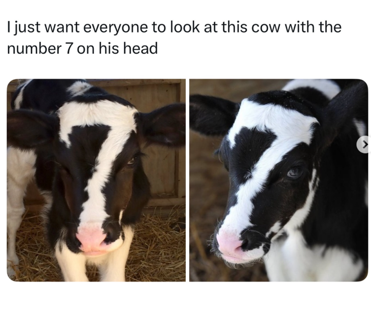 I just want everyone to look at this cow with the number 7 on his head 77 >
