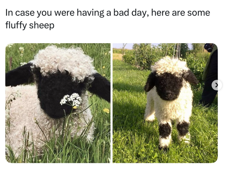 In case you were having a bad day, here are some fluffy sheep >