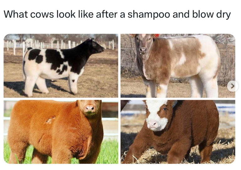 What cows look like after a shampoo and blow dry >