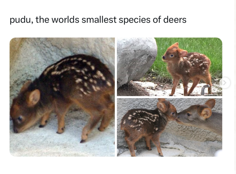 pudu, the worlds smallest species of deers