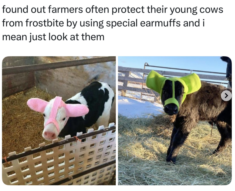 found out farmers often protect their young cows from frostbite by using special earmuffs and i mean just look at them