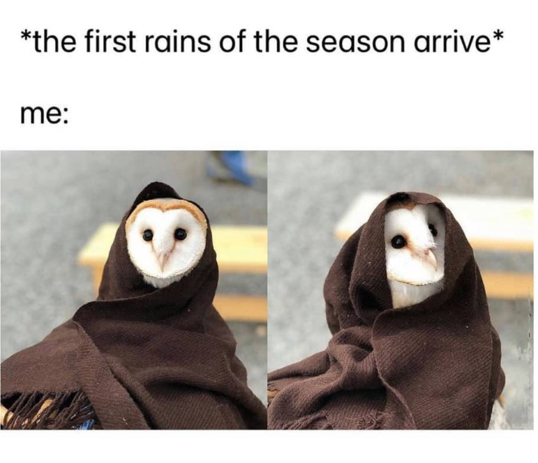 *the first rains of the season arrive* me: