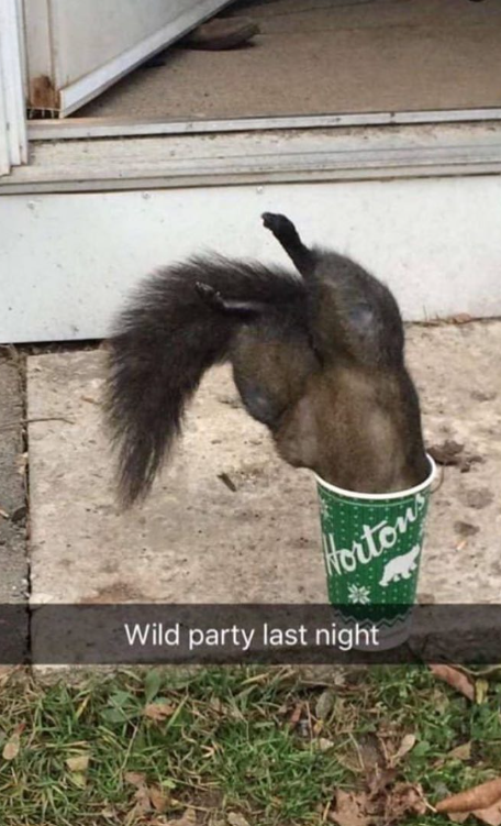 Hortons Wild party last night