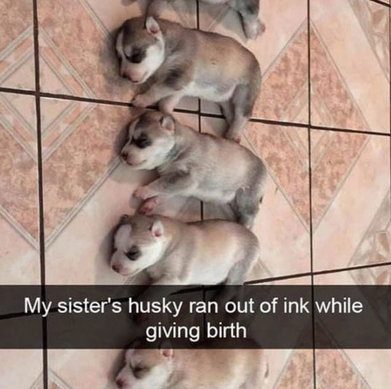My sister's husky ran out of ink while giving birth