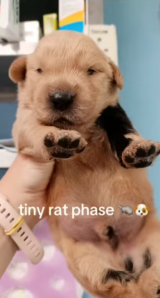 tiny rat phase
