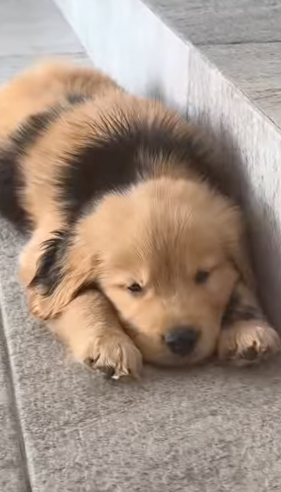 Cheezburger Image 10666205184