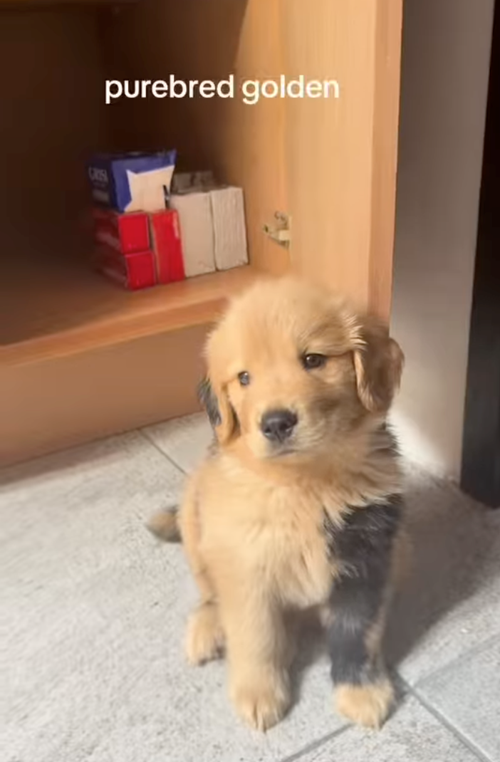 CRIS purebred golden
