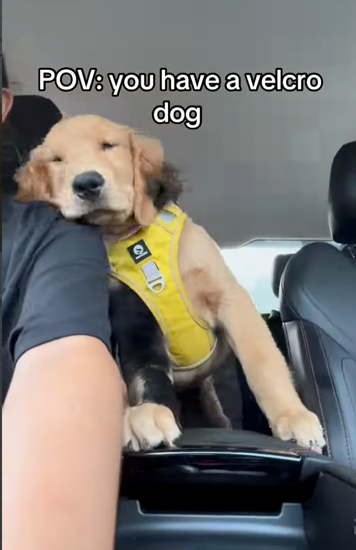 POV: you have a velcro dog