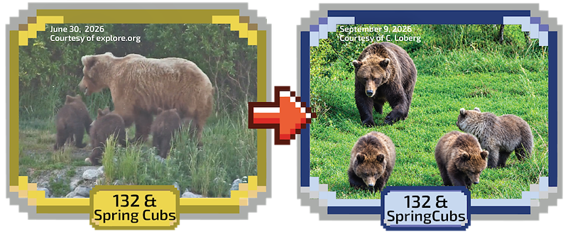 June 30, 2026 Courtesy of explore.org September 9, 2025 Courtesy of C. Loberg 132 & Spring Cubs 132 & SpringCubs