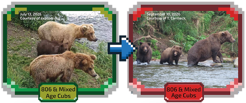July 13, 2026 Courtesy of explore.org September 10, 2026 Courtesy of T. Carmack 806 & Mixed Age Cubs 806 & Mixed Age Cubs