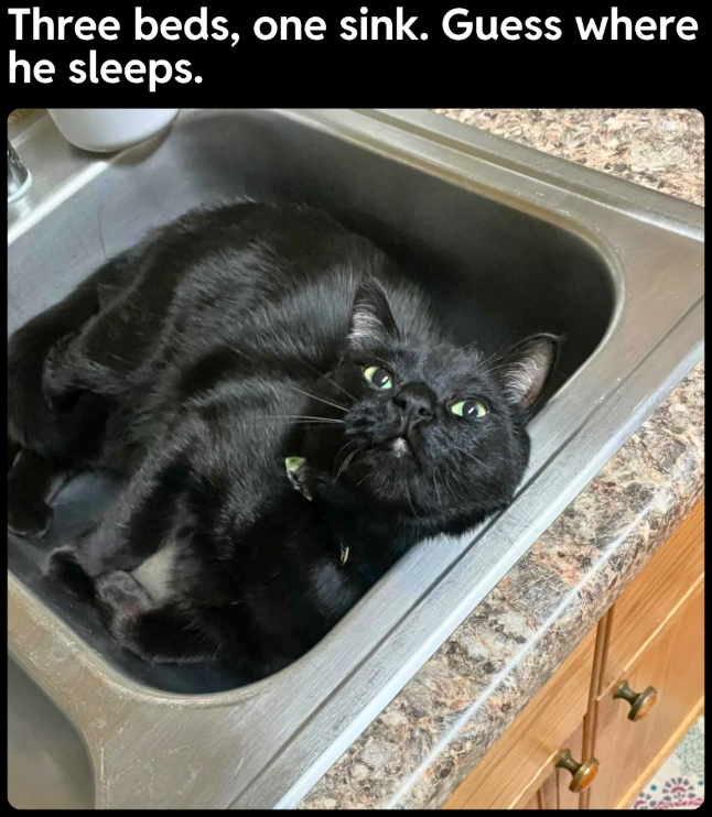 Three beds, one sink. Guess where he sleeps.