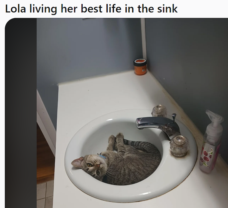 Lola living her best life in the sink