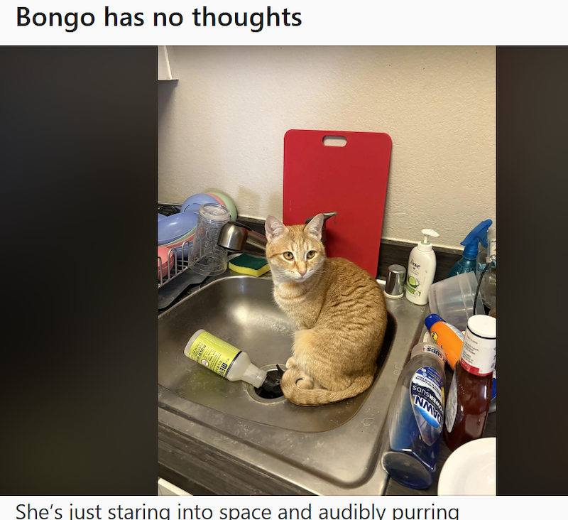 Bongo has no thoughts Dove sans NM She's just staring into space and audibly purring