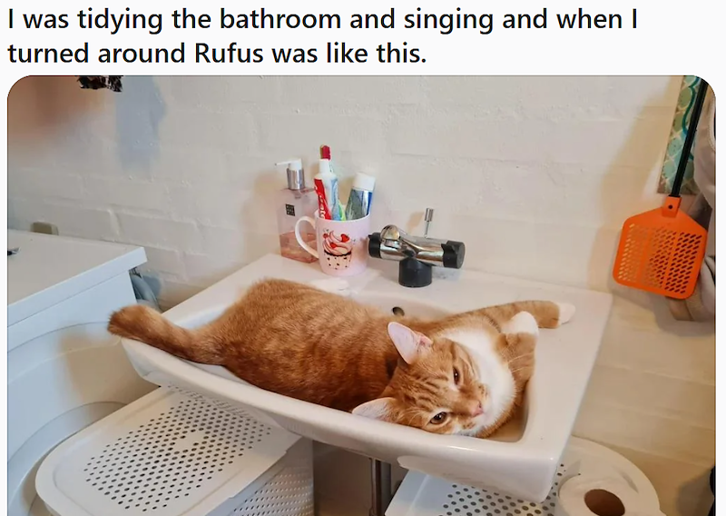 I was tidying the bathroom and singing and when I turned around Rufus was like this.