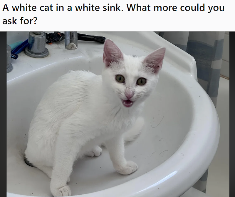 A white cat in a white sink. What more could you ask for?