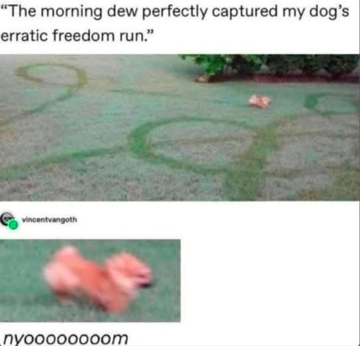 "The morning dew perfectly captured my dog's erratic freedom run." vincentvangoth nyoooooooom