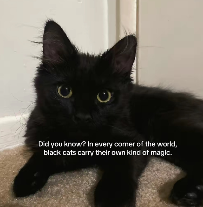 Did you know? In every corner of the world, black cats carry their own kind of magic.