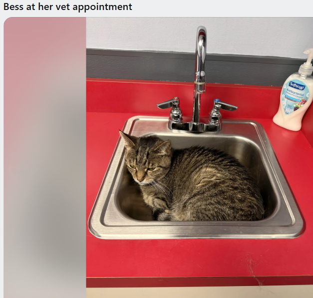 Bess at her vet appointment Softsoa Antibacterial
