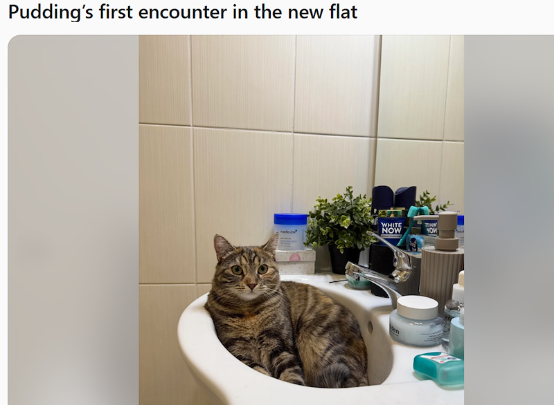 Pudding's first encounter in the new flat WHITE NOW YOU