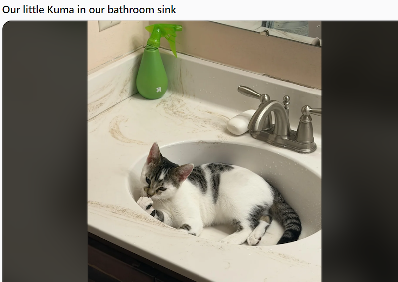 Our little Kuma in our bathroom sink Я