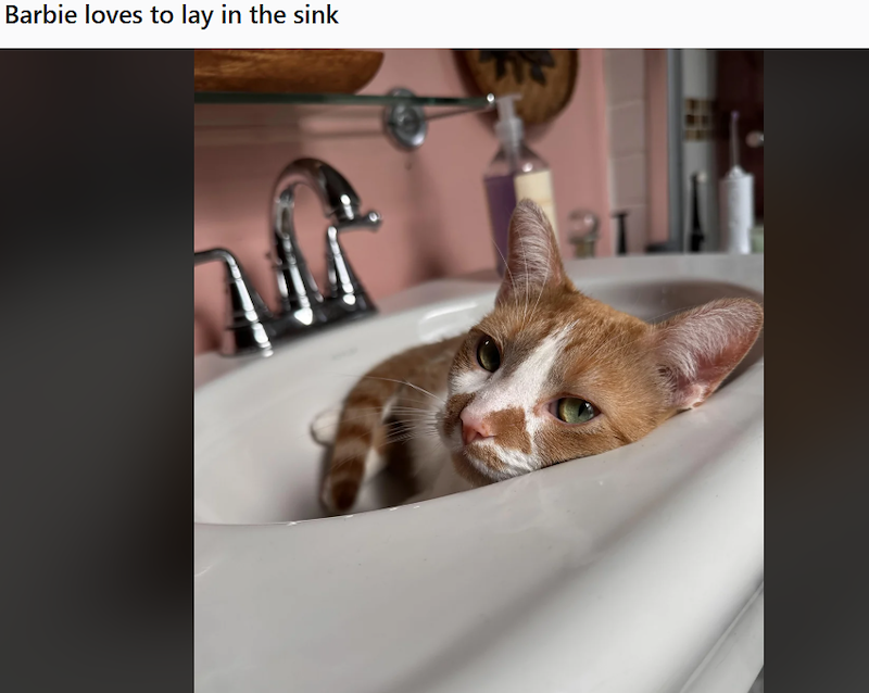 Barbie loves to lay in the sink 21