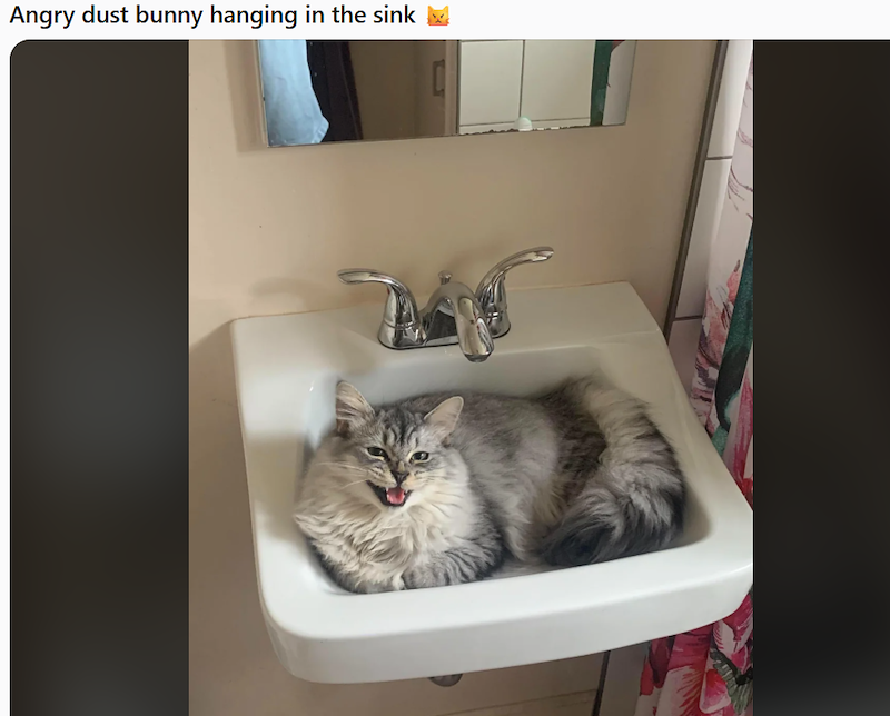 Angry dust bunny hanging in the sink M