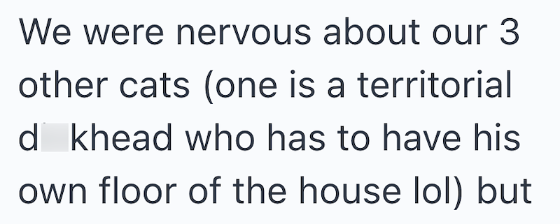 We were nervous about our 3 other cats (one is a territorial d khead who has to have his own floor of the house lol) but