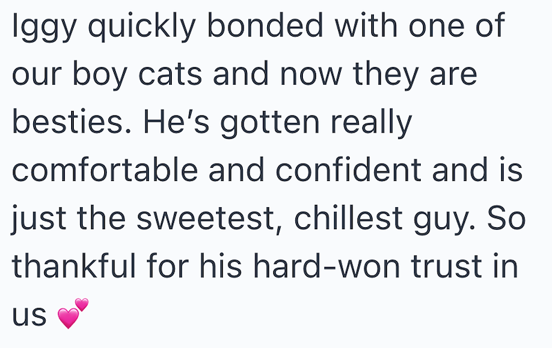 Iggy quickly bonded with one of our boy cats and now they are besties. He's gotten really comfortable and confident and is just the sweetest, chillest guy. So thankful for his hard-won trust in us