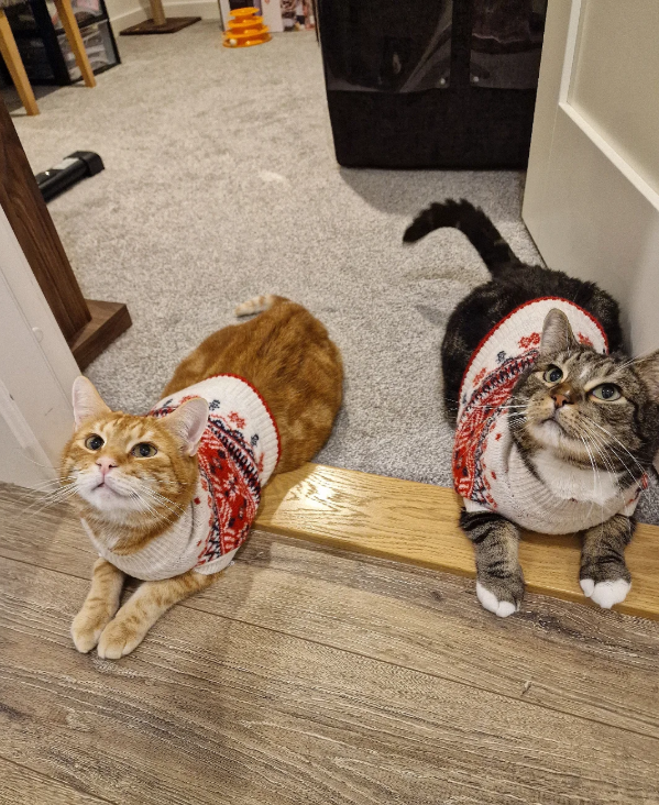 Cheezburger Image 10666311424