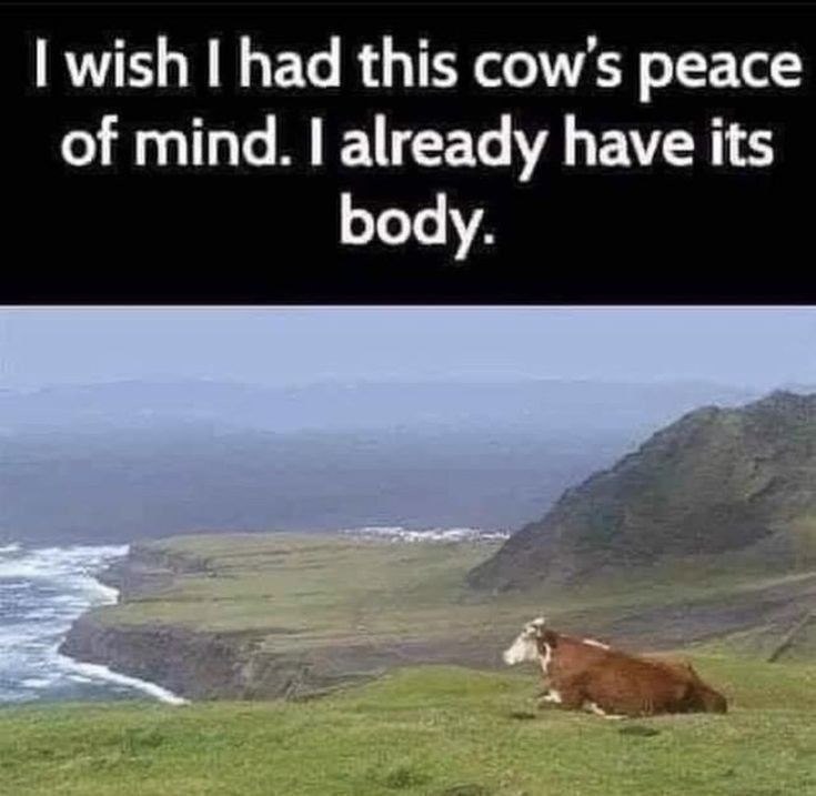 I wish I had this cow's peace of mind. I already have its body.