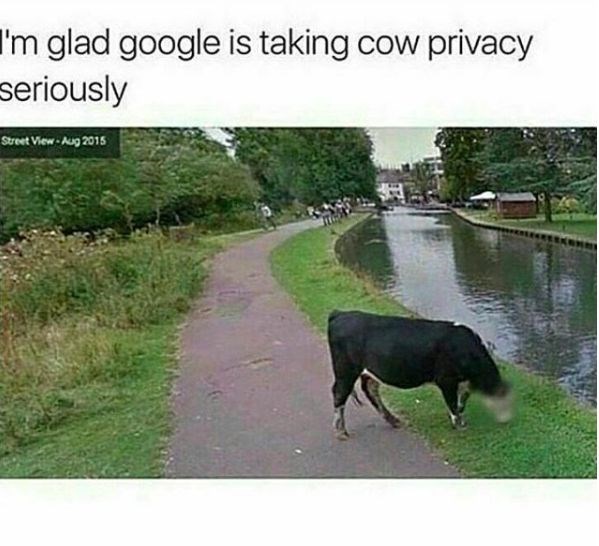 I'm glad google is taking cow privacy seriously Street View - Aug 2015