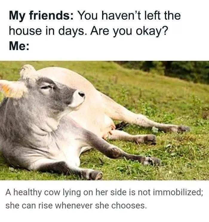 My friends: You haven't left the house in days. Are you okay? Me: A healthy cow lying on her side is not immobilized; she can rise whenever she chooses.