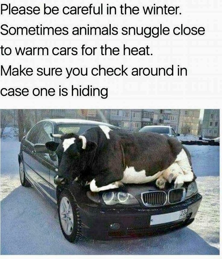 Please be careful in the winter. Sometimes animals snuggle close to warm cars for the heat. Make sure you check around in case one is hiding 22