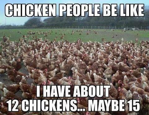 CHICKEN PEOPLE BE LIKE I HAVE ABOUT 12 CHICKENS... MAYBE 15