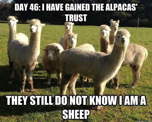 DAY 46: I HAVE GAINED THE ALPACAS' TRUST THEY STILL DO NOT KNOW I AM A SHEEP quickmeme.com